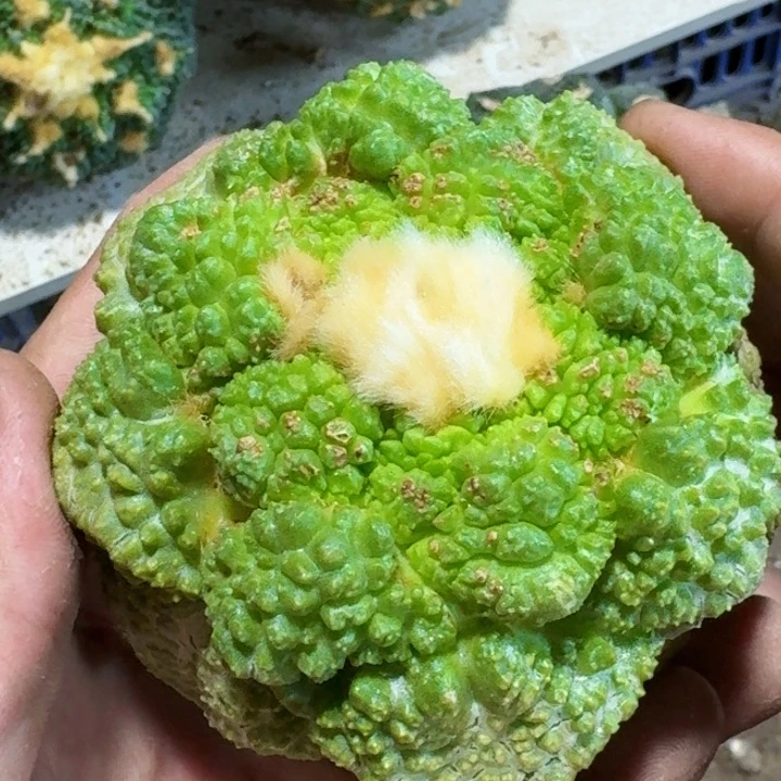 无花朵福利苗接大尤哥连锦146