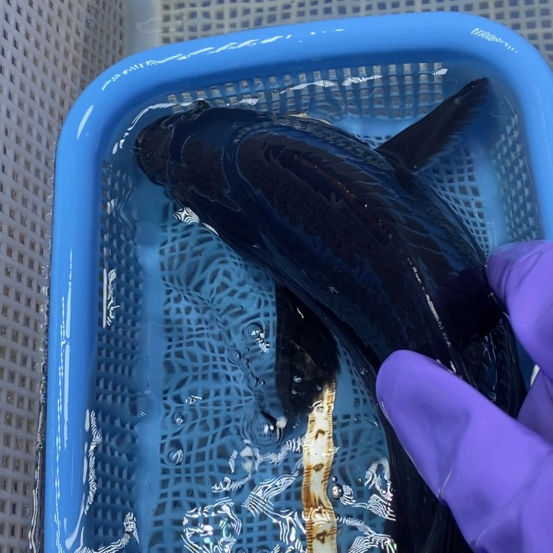 锦鲤冷水锦鲤包邮