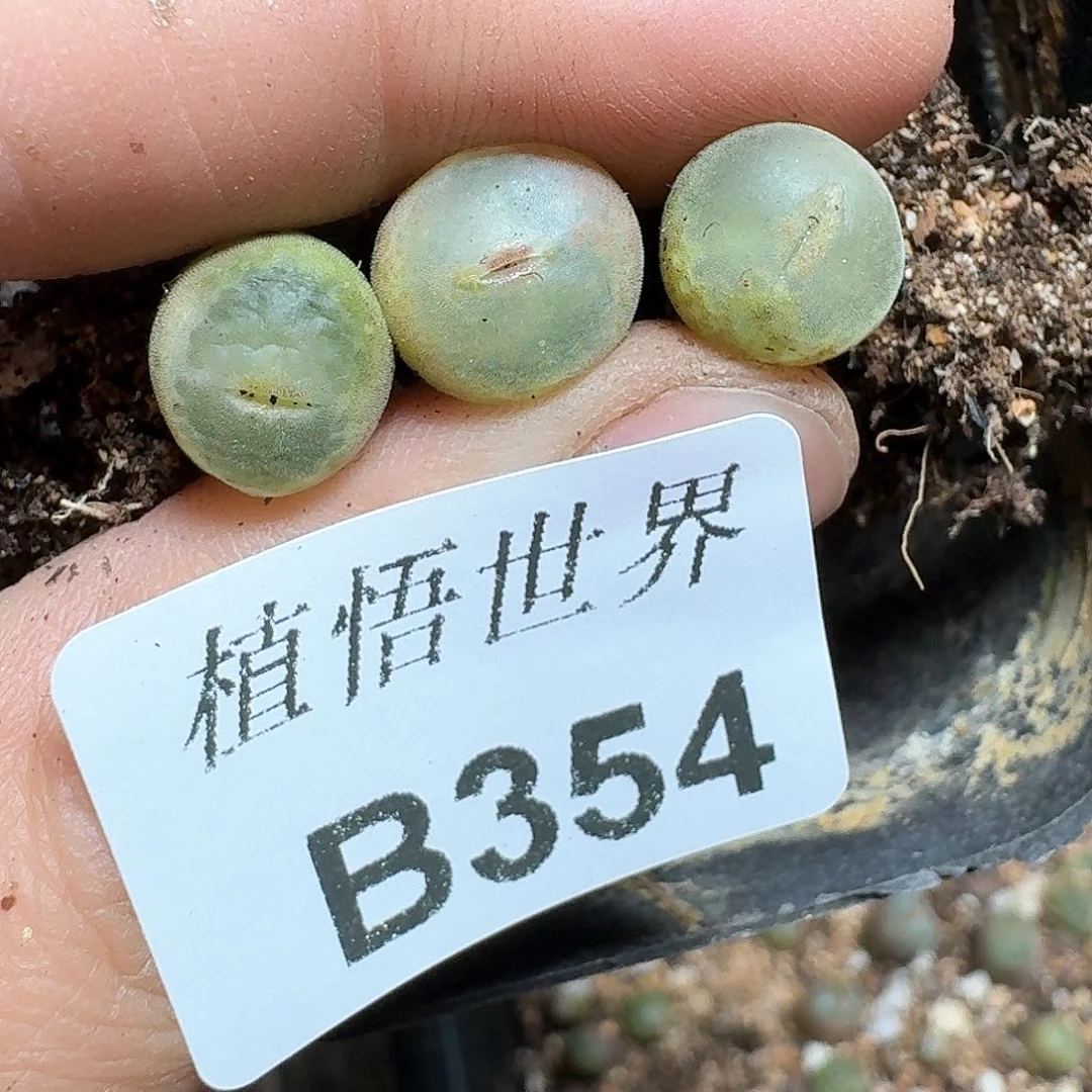 354盒多肉植物哇f v