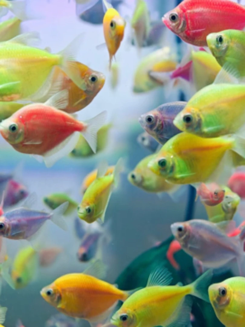 全彩天使鱼小型热带观赏鱼群游活体好养耐活不掉色