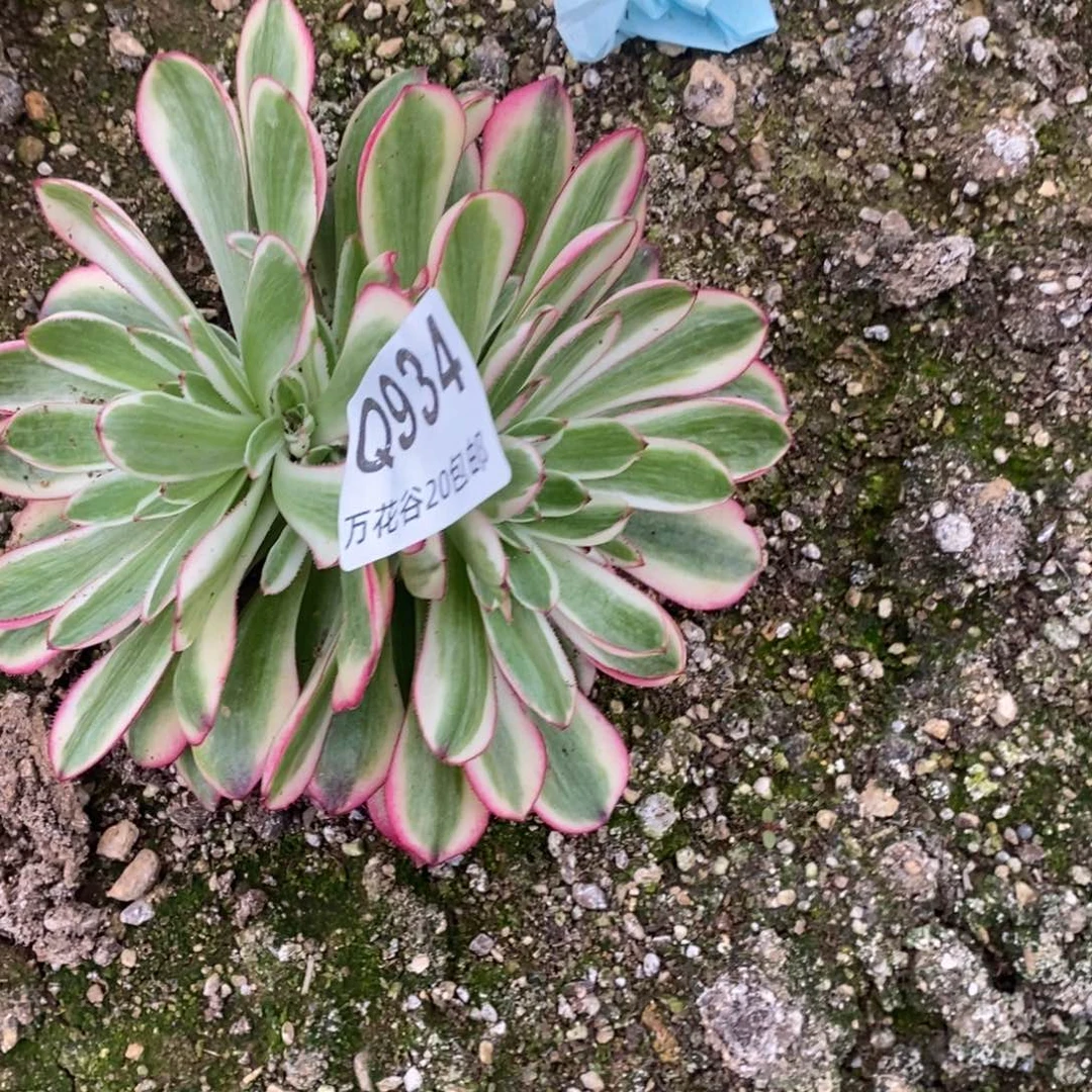 934倾城变异多肉植物