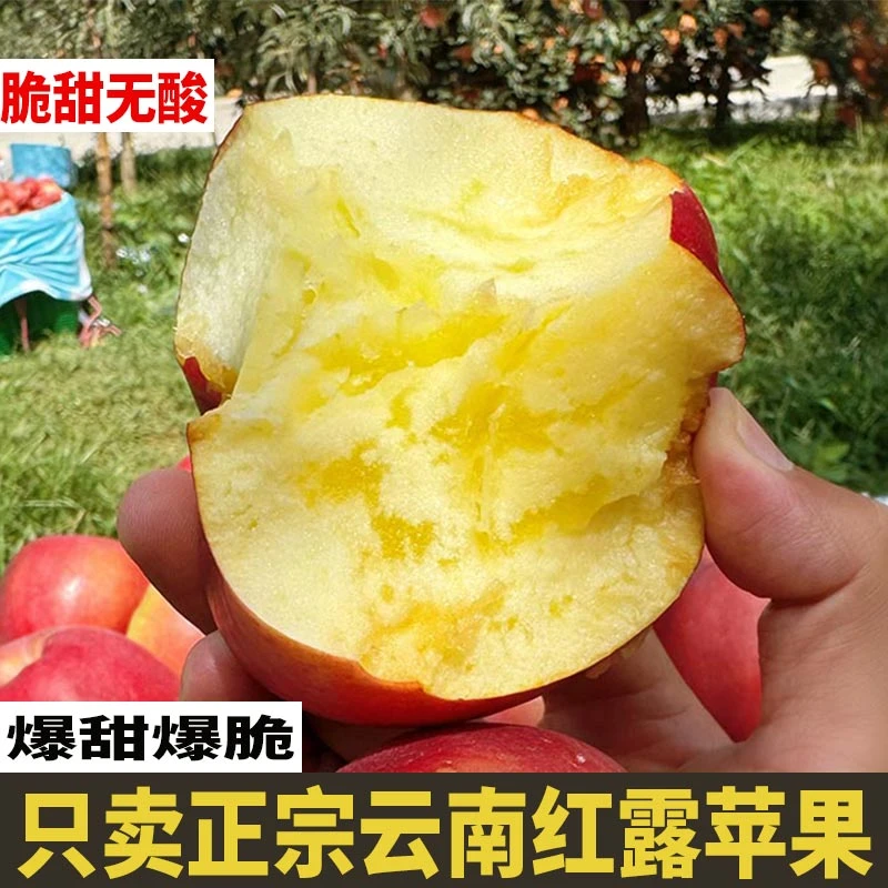 【2025年新果正宗云南红露】昭通冰糖心云南昭通糖心云南昭通苹果