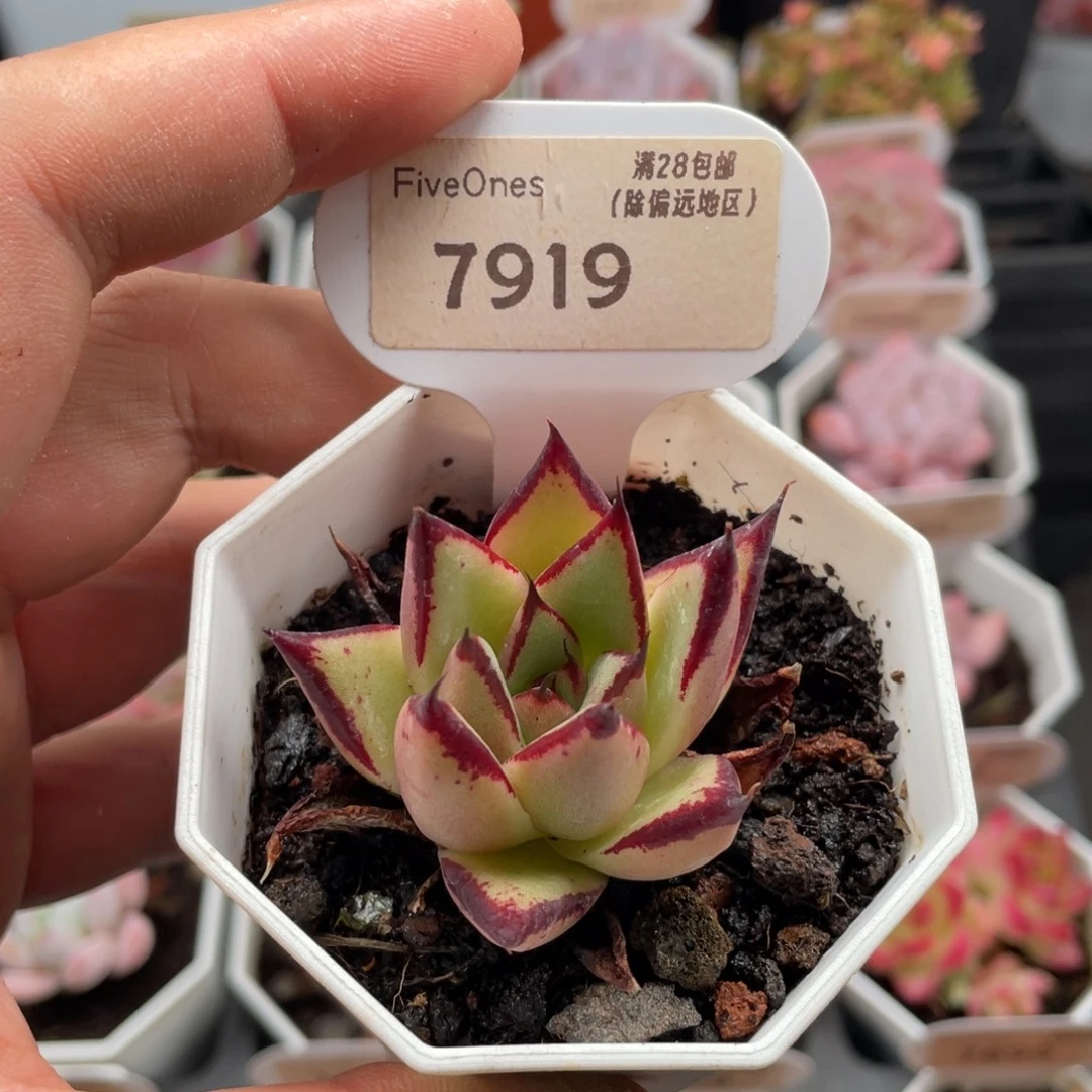 乌木7919-4.5厘米