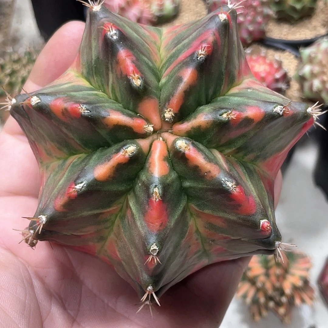 无花朵泰系实生根，臀锦棱背锦