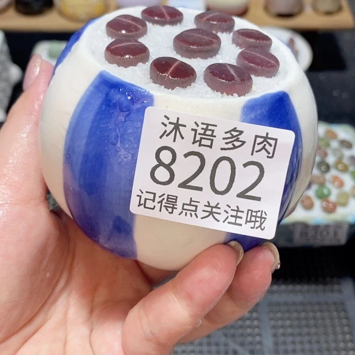 带盆土植物 精美盆栽8202