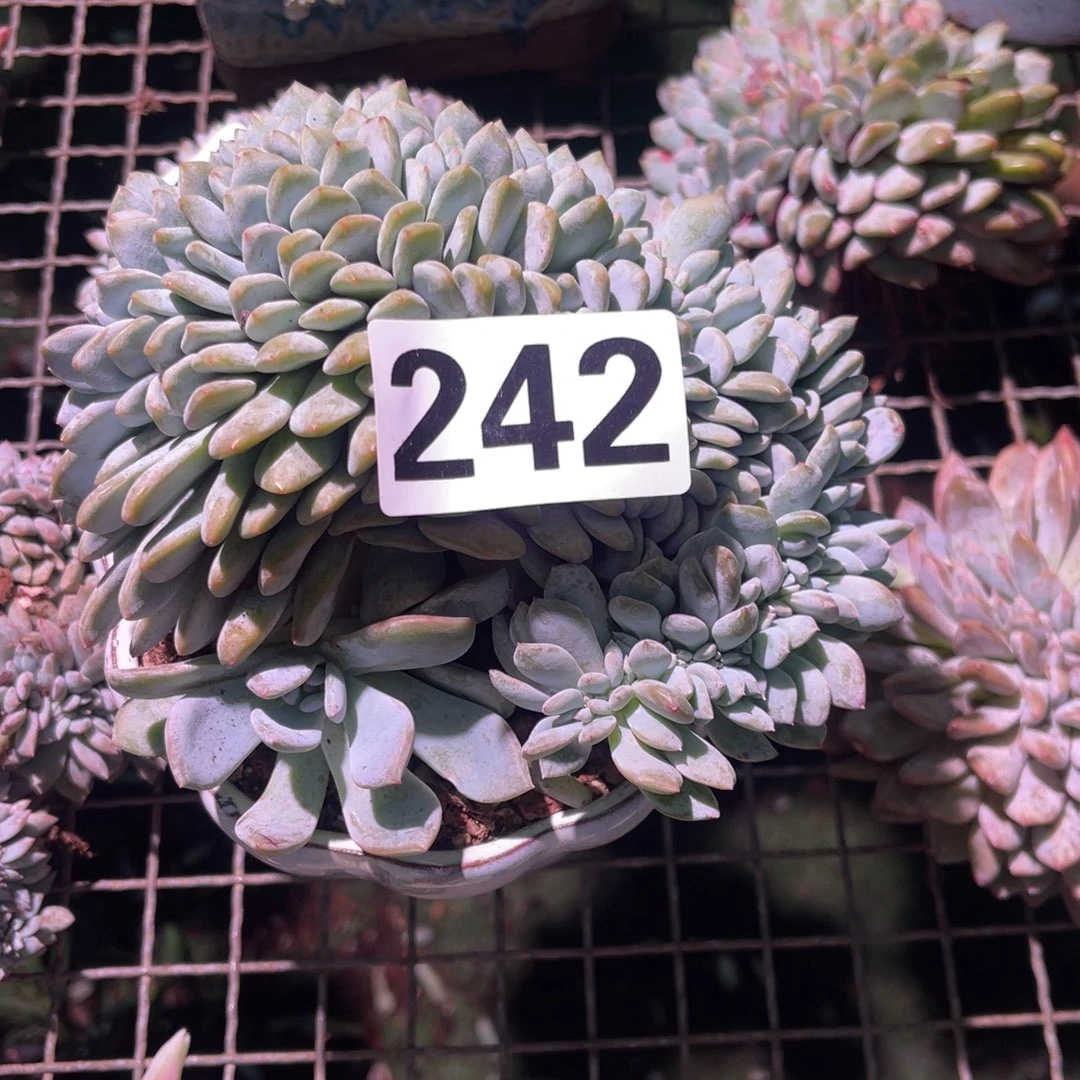 茹***菓242号25899854778