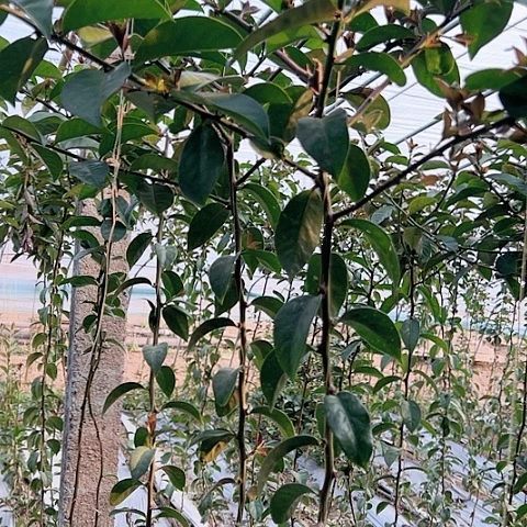 两枝无根分枝叶仙