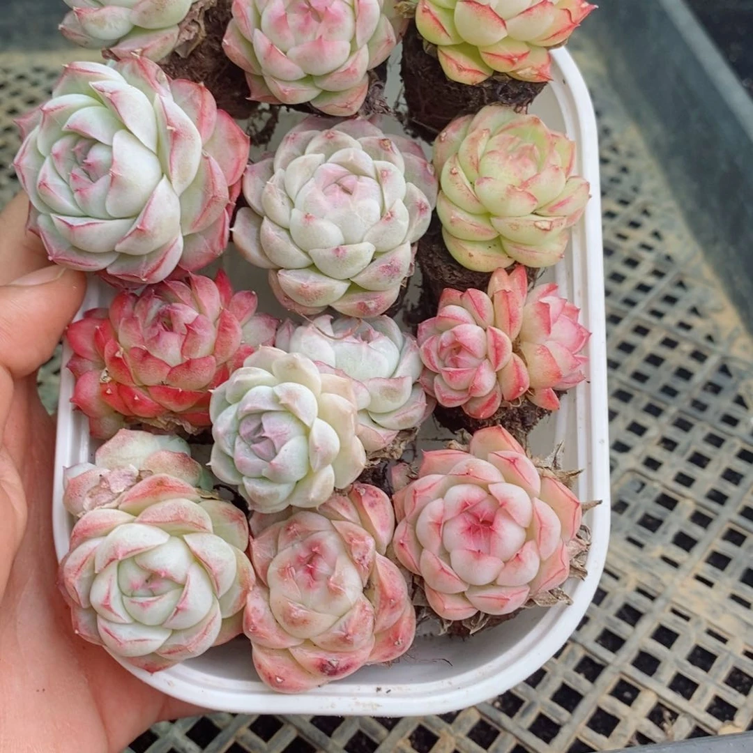 2-495 新疆西藏内蒙不发其他12.8包邮两到三公分多肉