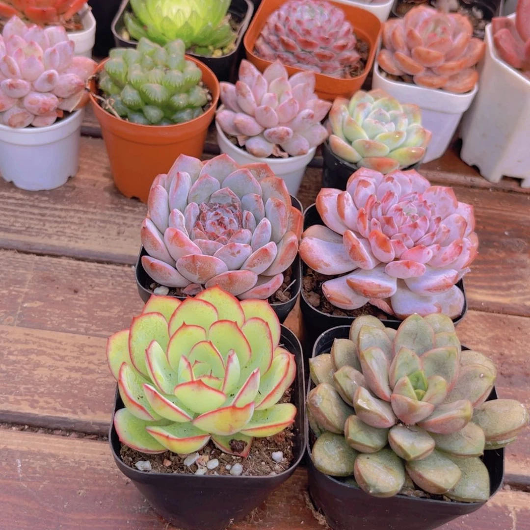 五彩缤纷222222222