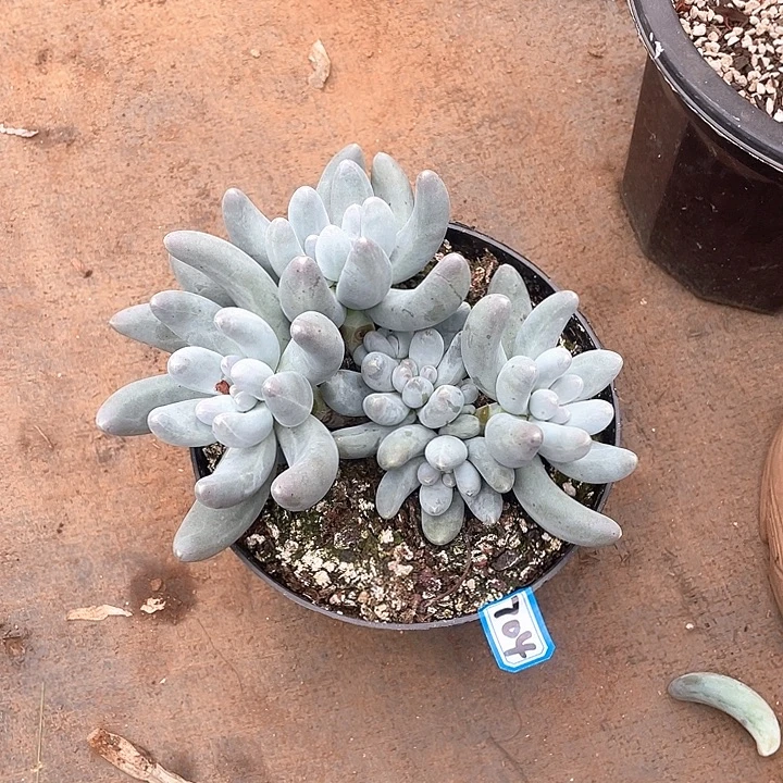 704乌拉奶一物一拍多肉