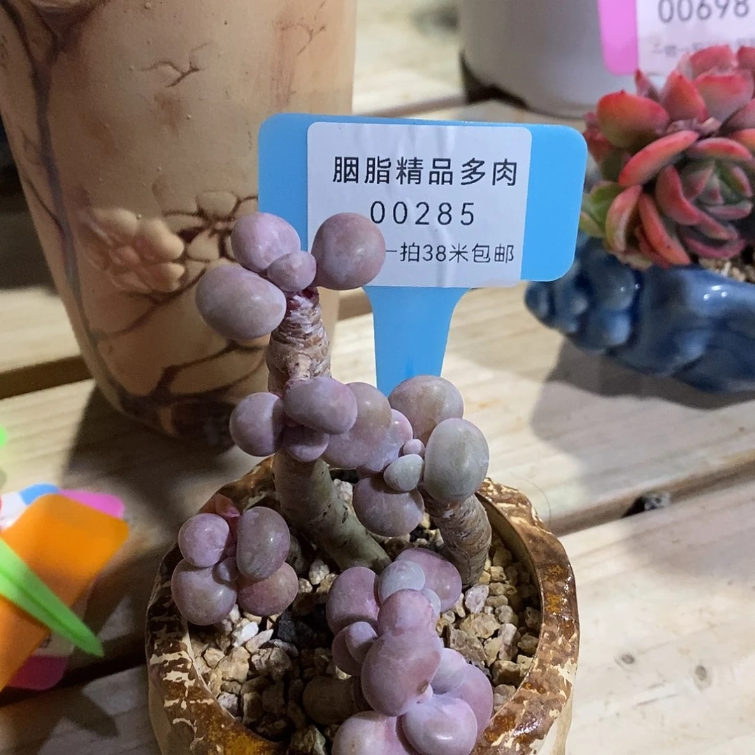 00285博文她咯哦哦哦哦