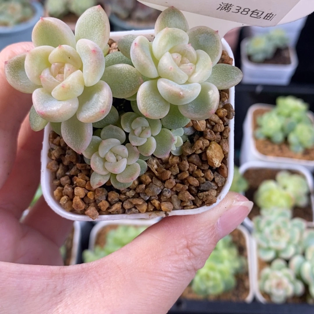 财富T20五头群194号