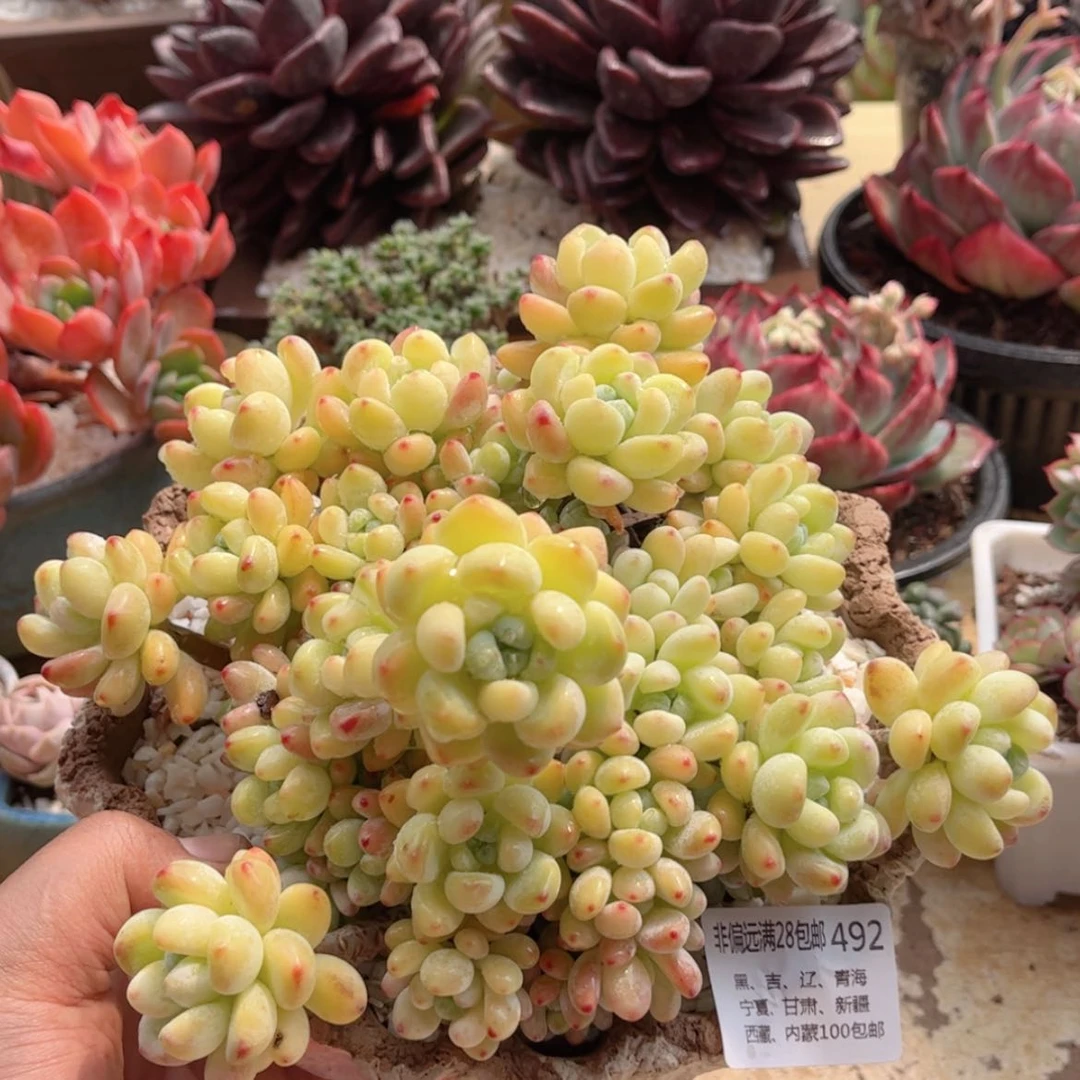 【闪购商品】492绮罗