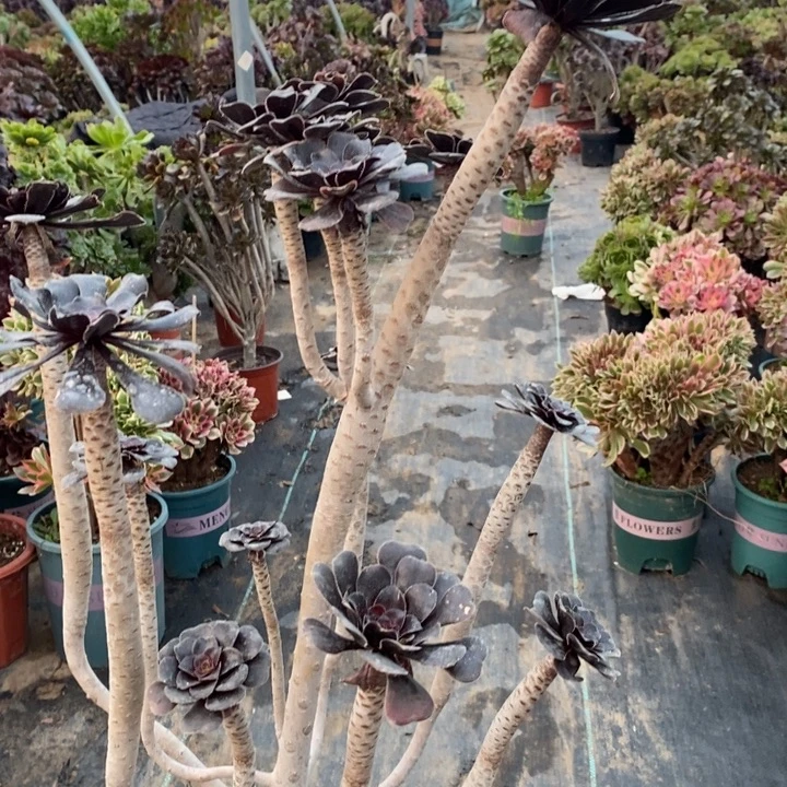 巧克力s树46多肉植物法师法师