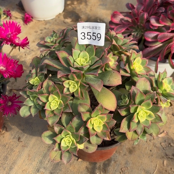 艳日辉多肉处氧化黑斑3559