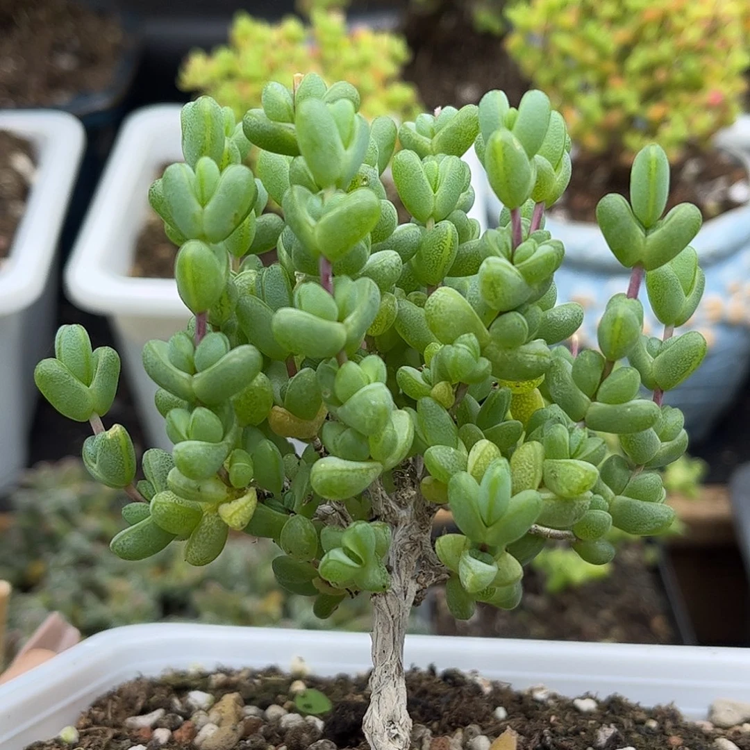 27元宝优选枝干番杏