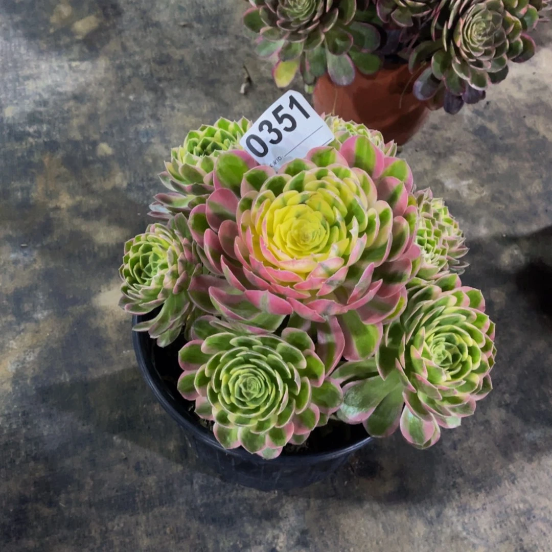 无花朵海鲜0351福利