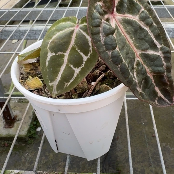 完全开放15号绝紫3头