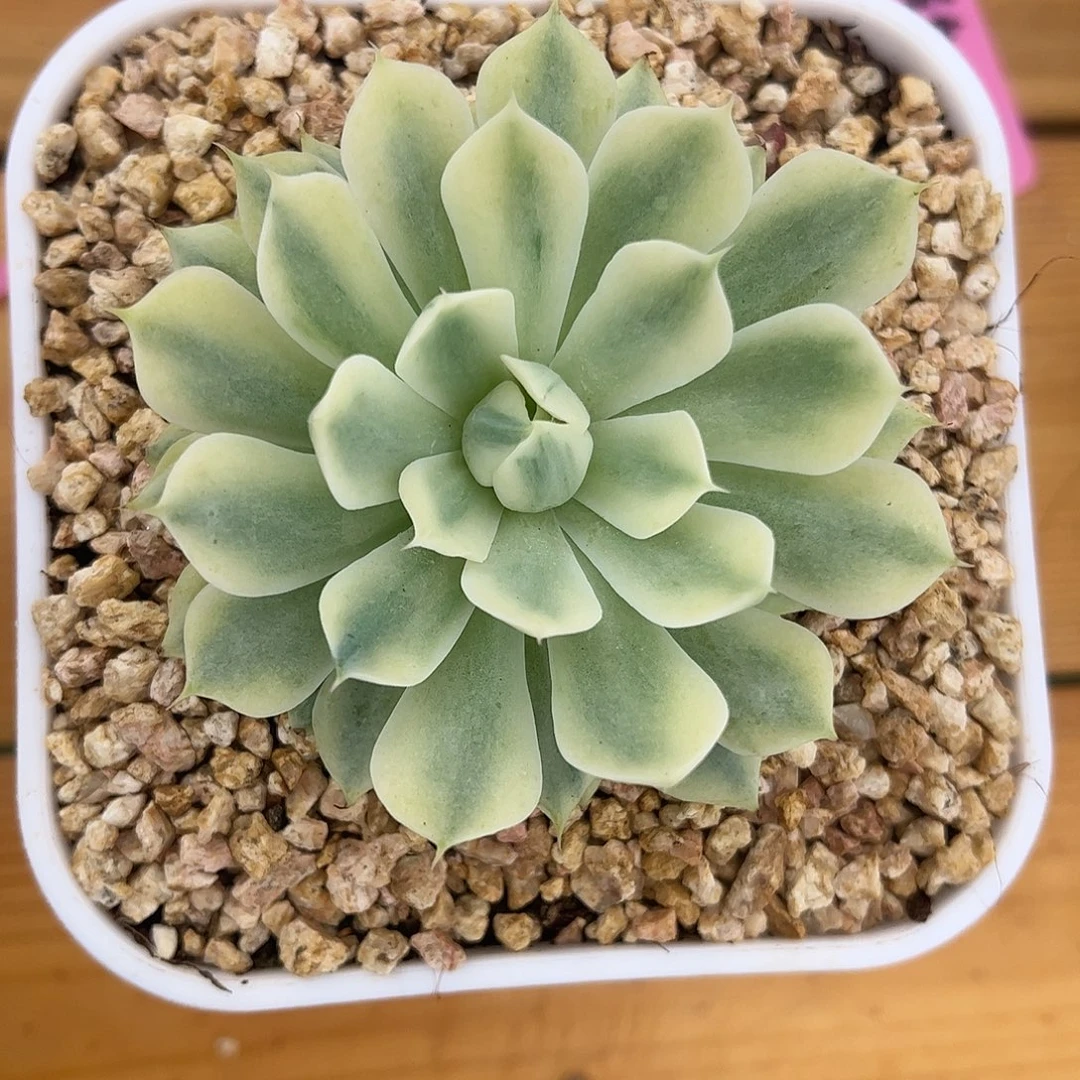 风声锦 婕宝一物一拍