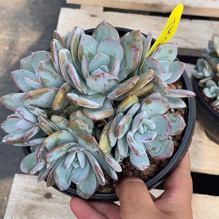 奶茶多肉植物群生45
