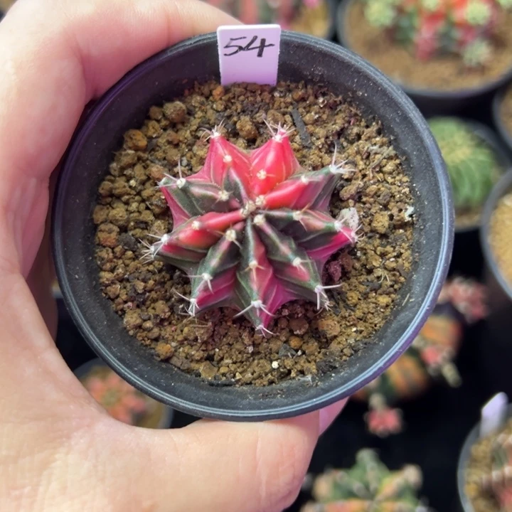 名品侧芽自根带盆土发货