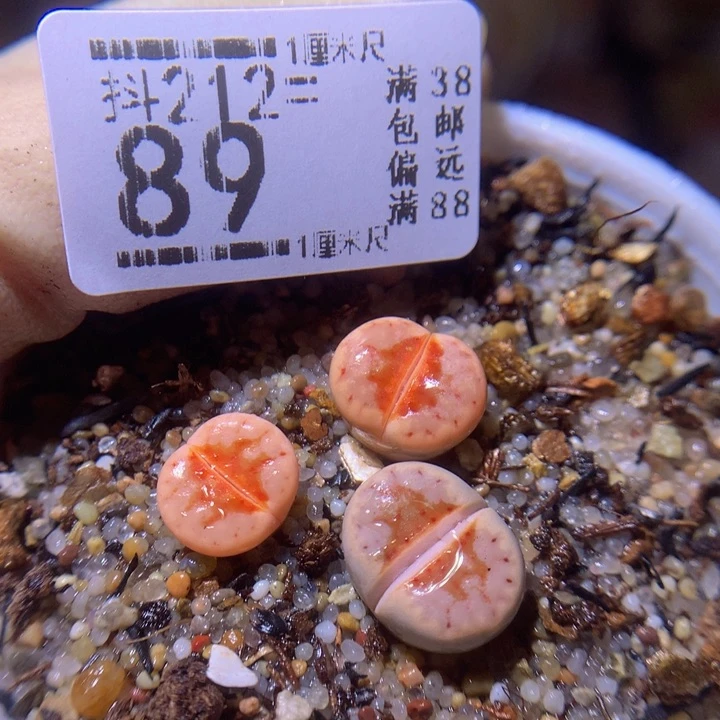 精品生石花212.89