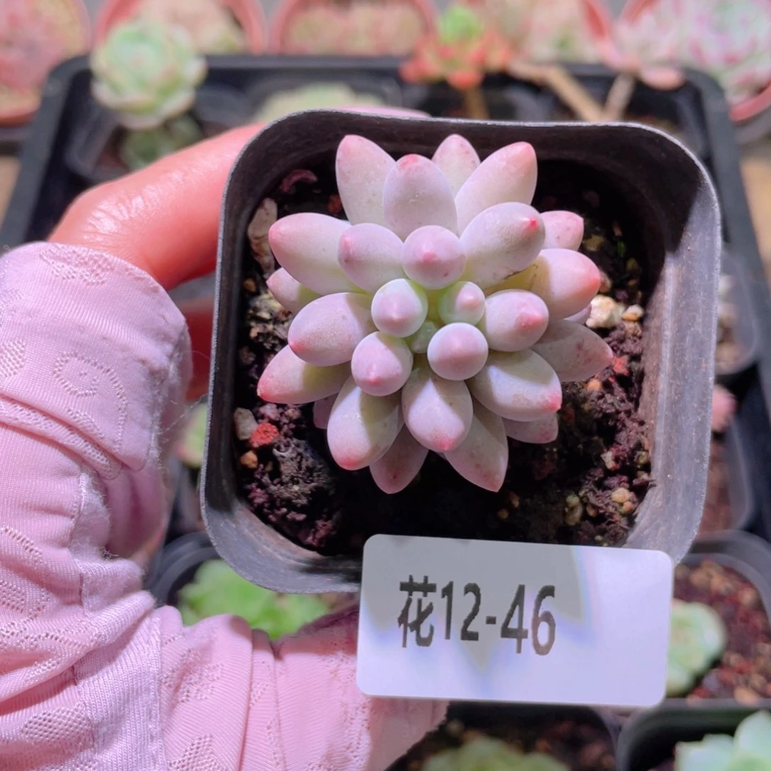 花利美12-46婴儿手指
