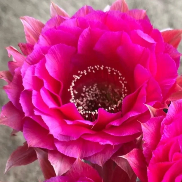 G8彩草无根侧芽4cm满30包邮多肉植物仙人球