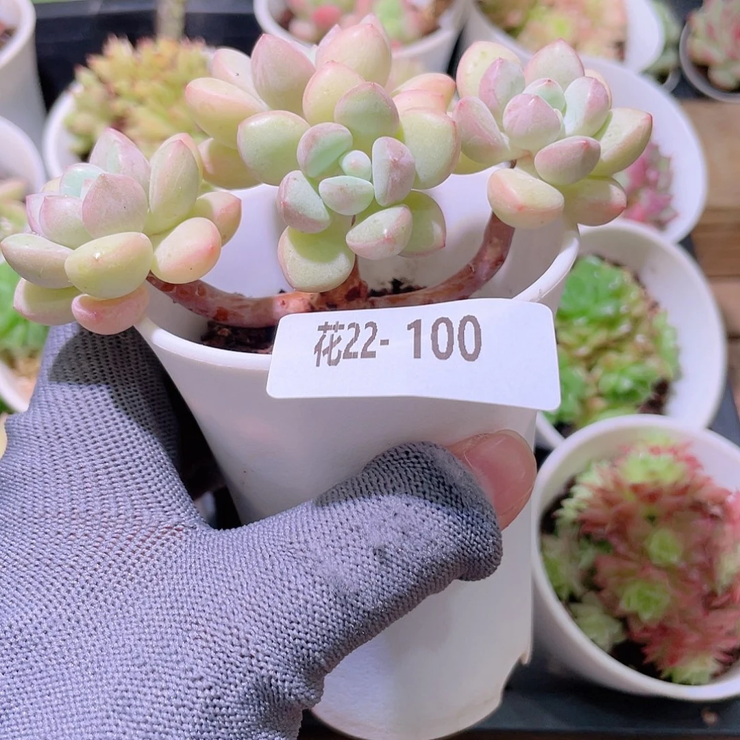 花利美22-100泡泡糖
