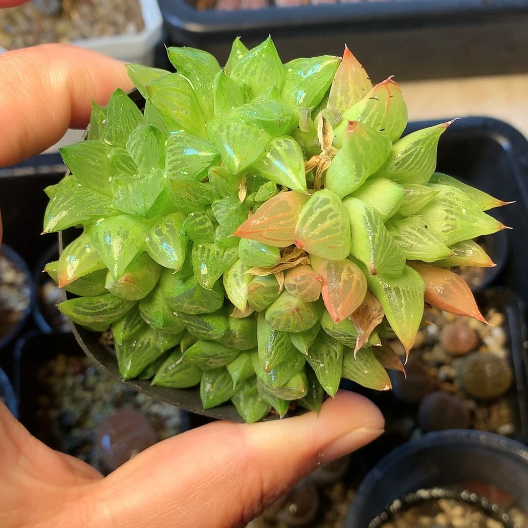 T434多肉植物保护