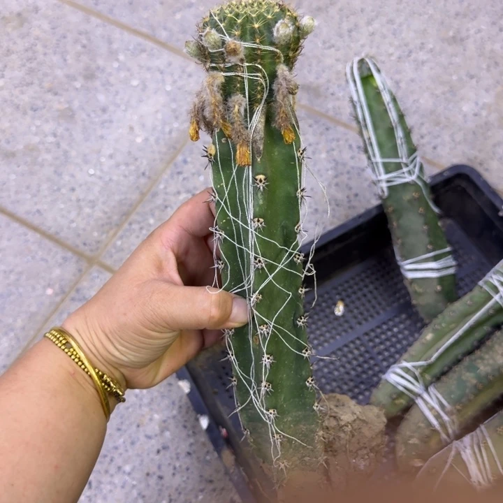 黑刺嫁接丽花斑3公分左右