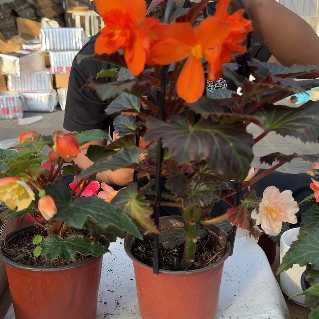 当前无花栽培后可以开花景观亮橙，青稞发货，不拍保温冻死不售后