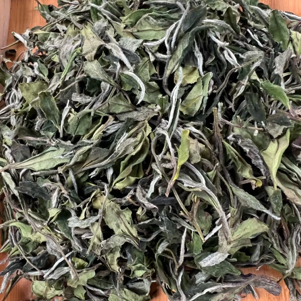 福鼎磻溪2025荒野碳焙贡眉菜茶群体种