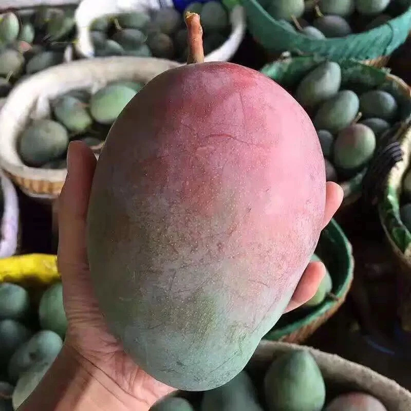 【精选现摘放软吃】攀枝花凯特大芒果酸甜多汁味道浓核小肉多芒