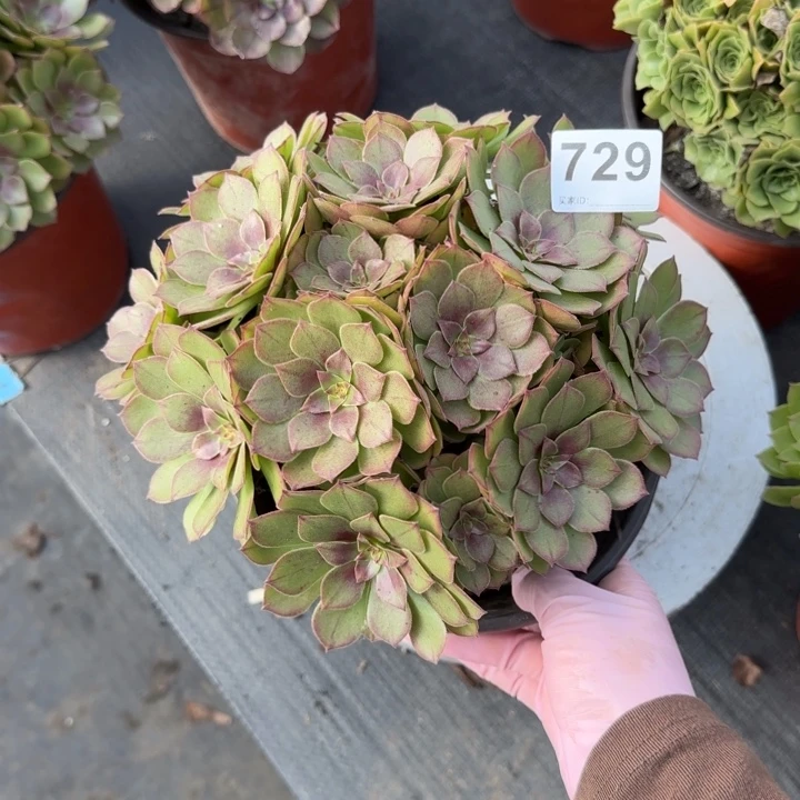 岚****多肉植物和其他树木729