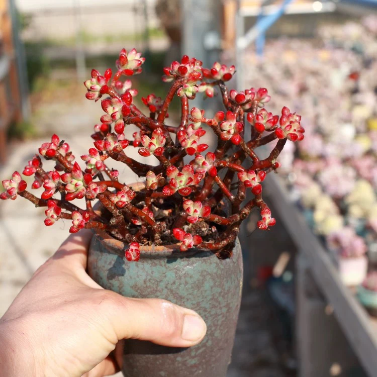 【满9.9包邮】小红旗6.5cm盆多肉植物以直播间展示为主