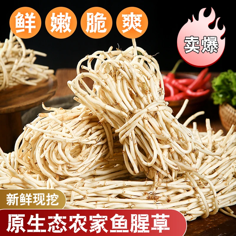 【2025新根】新鲜折耳根鱼腥草嫩根节节根现挖当季蔬菜可凉拌即食