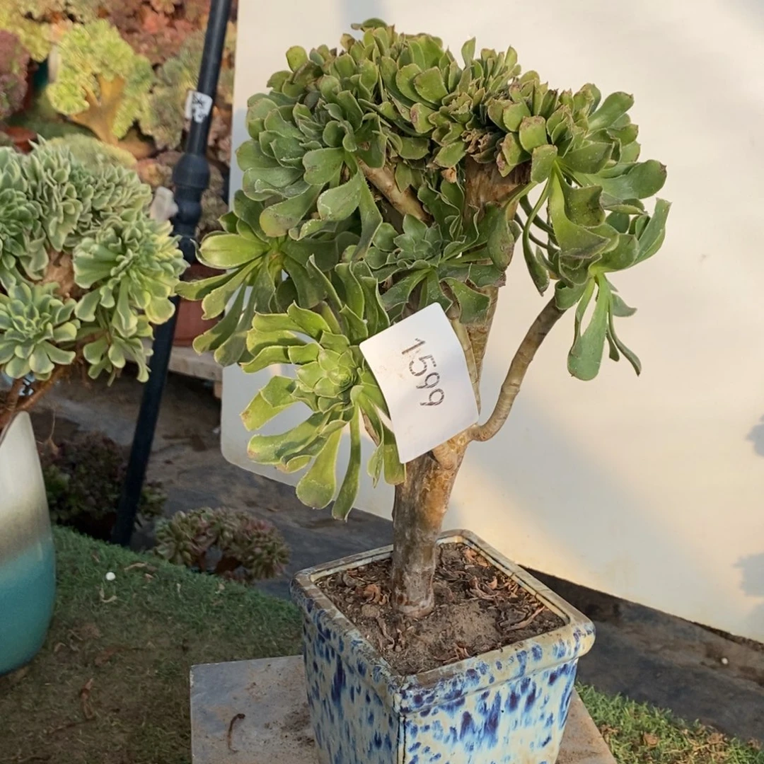 不开花植物1599号绿法师缀化1颗