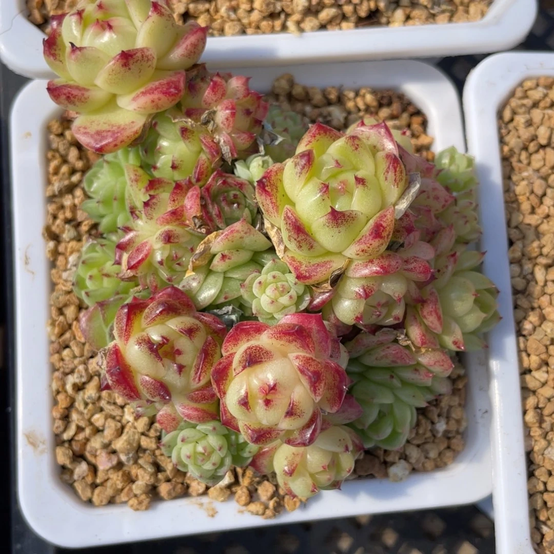 优选麦杆飘枝福利2910