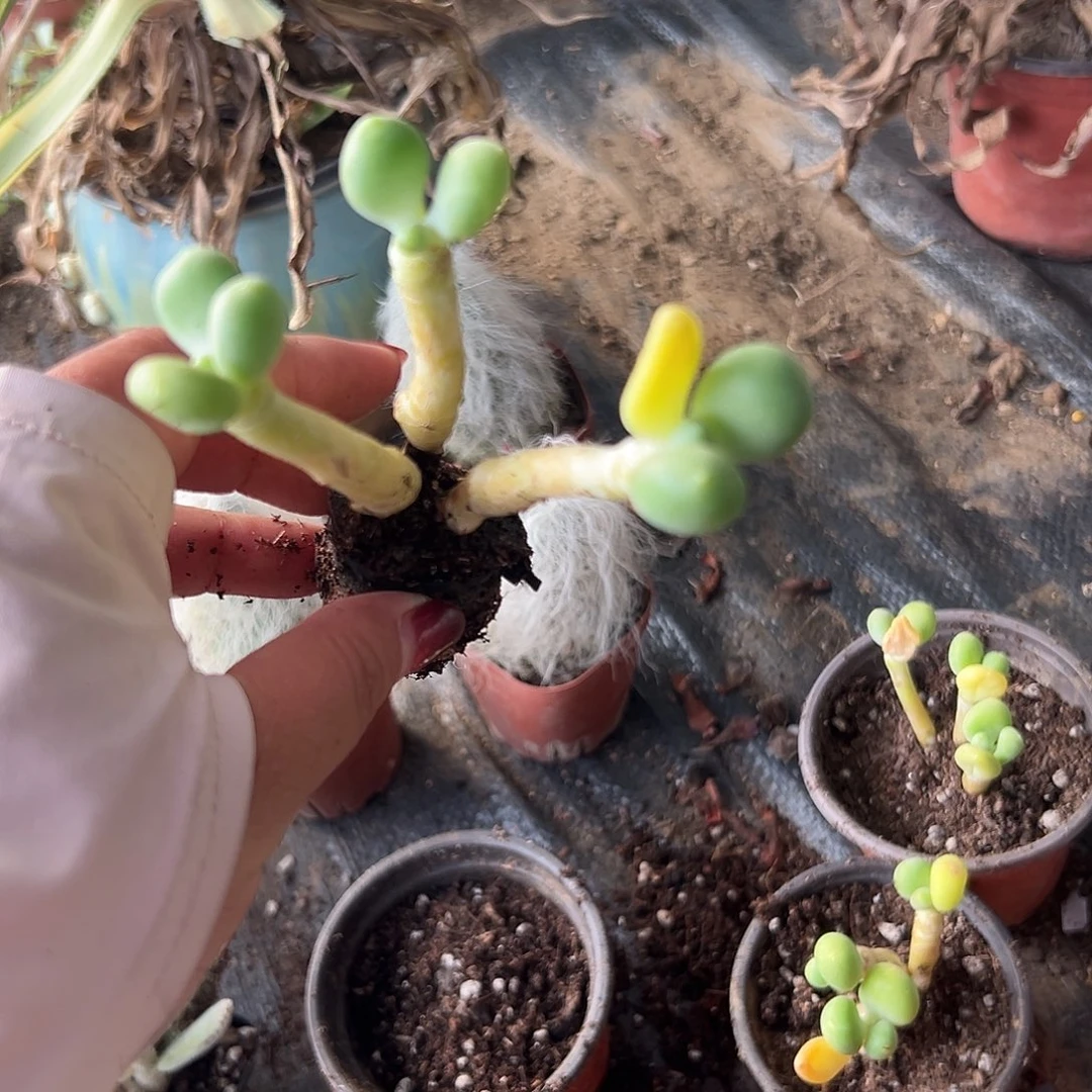 多肉植物多肉植物