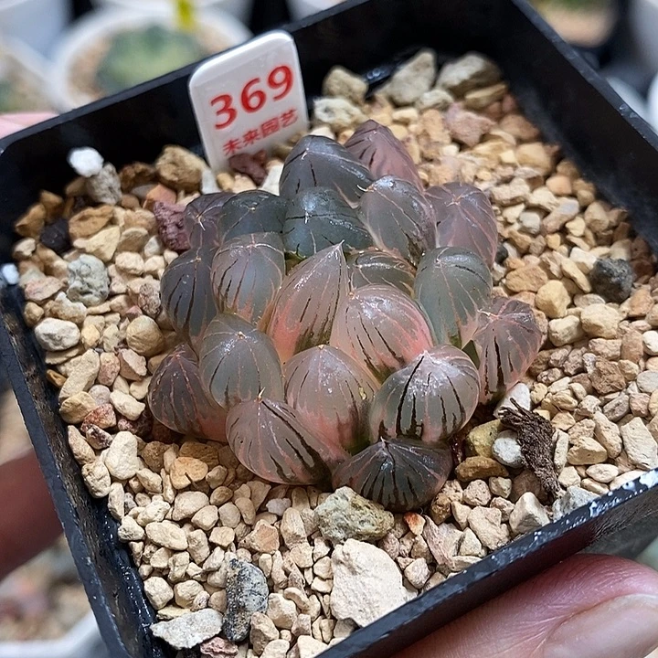 369湖斑霓虹灯玉露锦一物