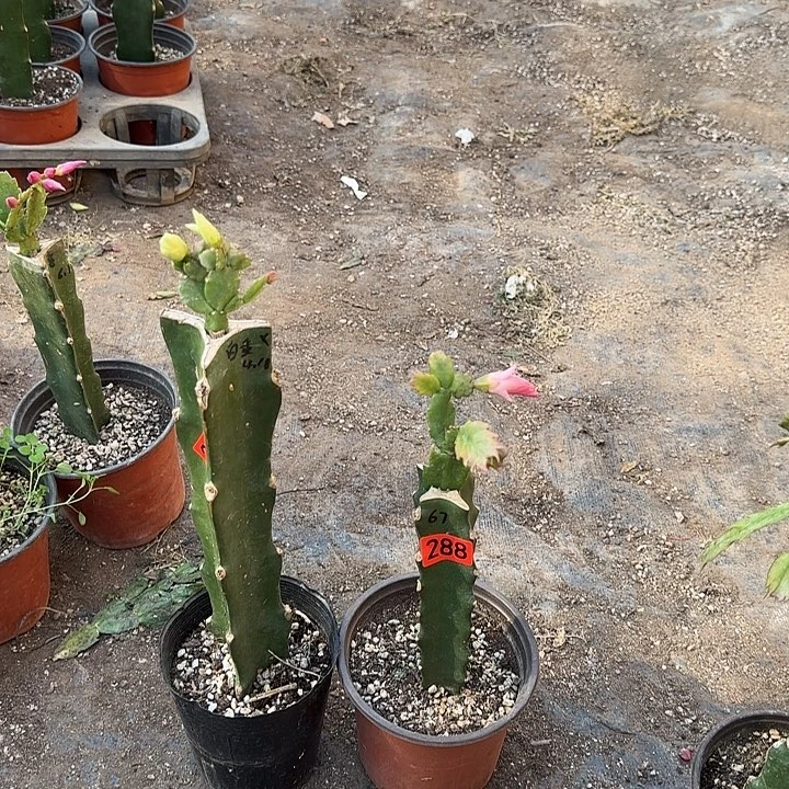287+288嫁接蟹爪兰：067+白重（小苗）