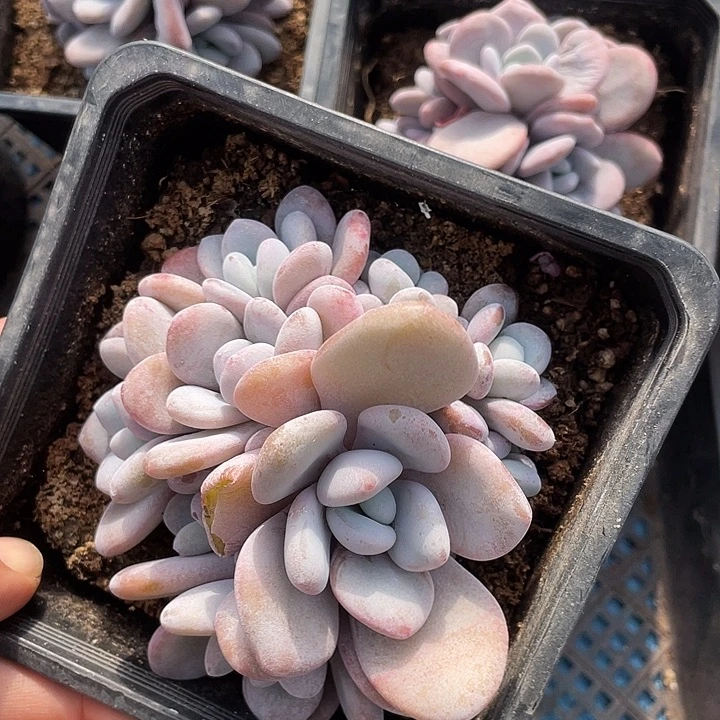 拉拉奶一物一拍哦