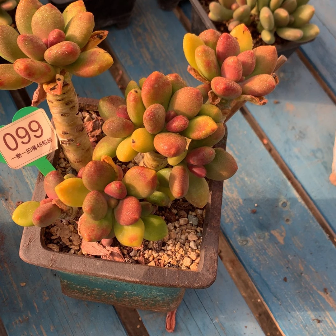 芒果奶酪一物一拍