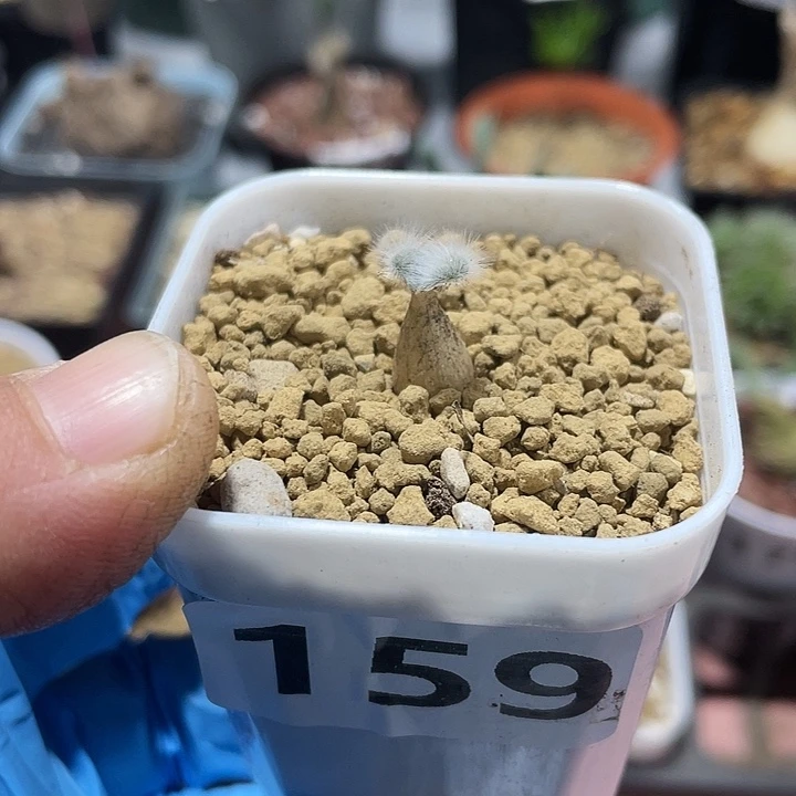 159迷你毛叶石蒜块根