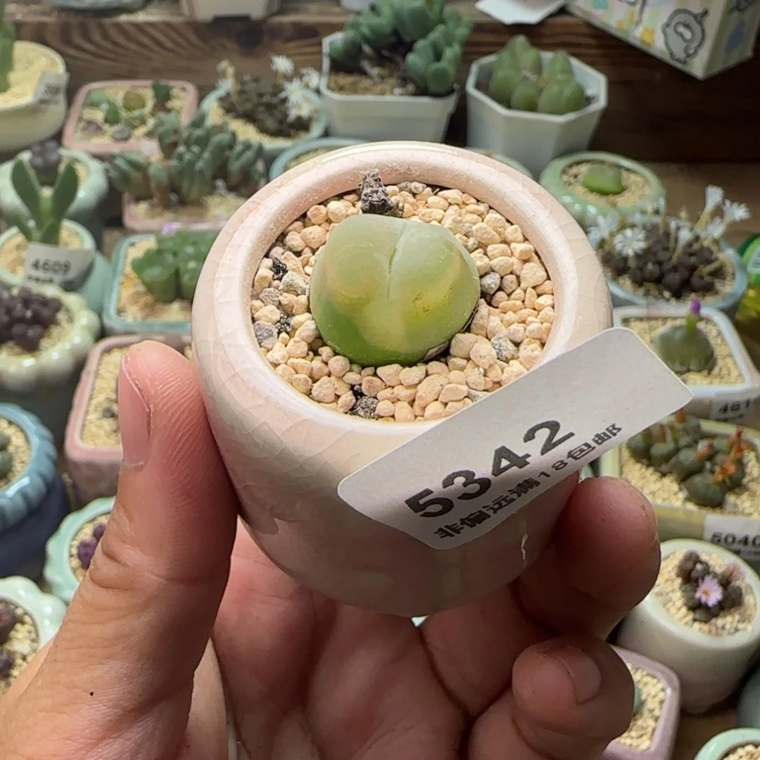 鼠***鼠5342 -一物一拍 带盆O泡