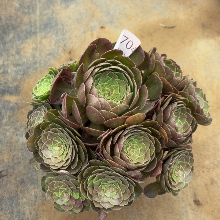 花月夜拉丝多肉处理不包断头5704