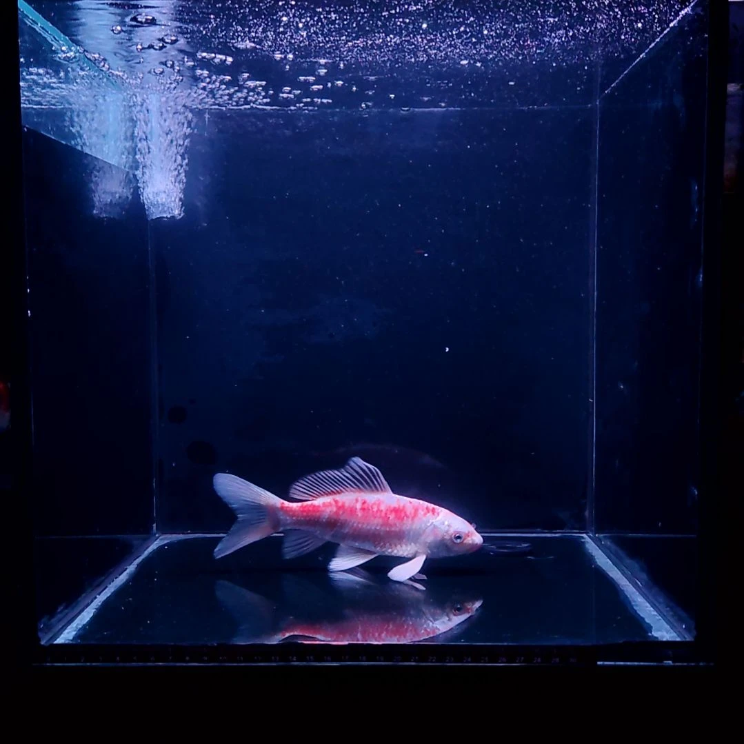 蝴蝶鲤鱼花红蝴蝶鲤