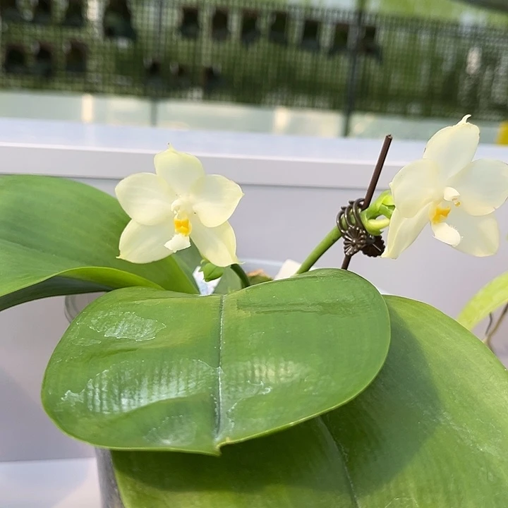 完全开放4.5寸杯BKH2229