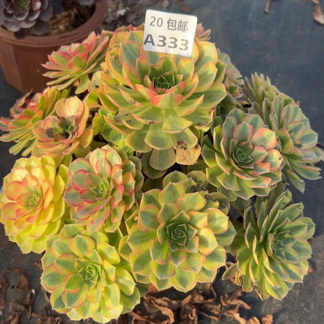 333雨荷，多肉法师